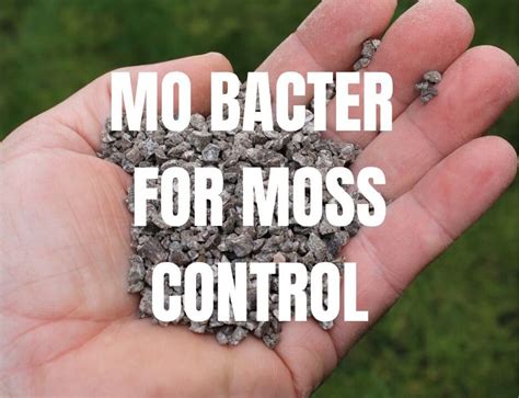 MO Bacter For Moss Control & Lawn Care [Case Study]