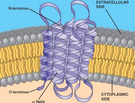 membrane proteins Flashcards | Quizlet