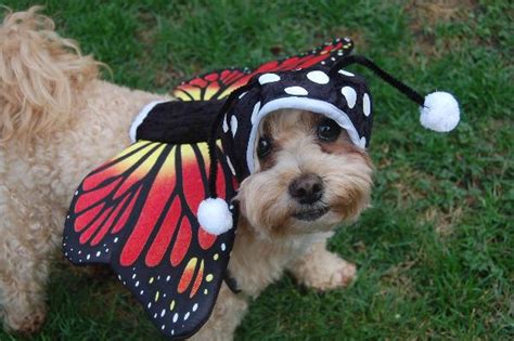 Monarch Butterfly Dog Costume | BaxterBoo