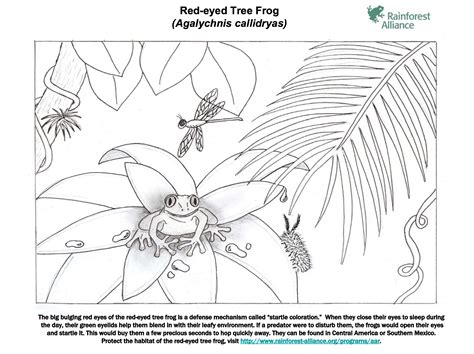 Red-Eyed Tree Frog Coloring Page | Rainforest Alliance