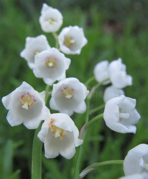 White Lily of the Valley Macro Flowers