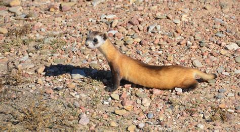 Black-footed ferret facts about habitat, diet and conservation