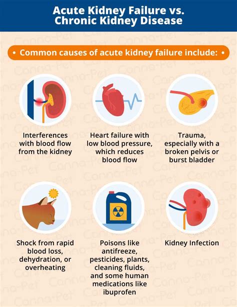 Kidney Disease in Older Cats | Canna-Pet