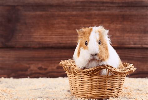 Guinea Pig Pregnancy – Signs & Week by Week Guide - Guinea Pig Site