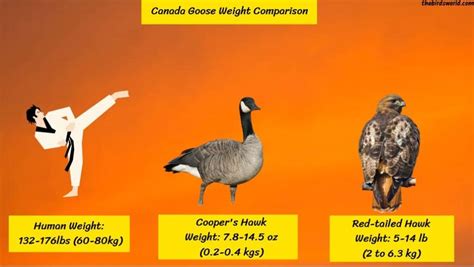 Canada Goose Bird Size: How Big Are They Comparison?