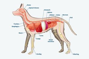 Dog Health: Dog Breeds and Basic Anatomy | Free Online Course | Alison