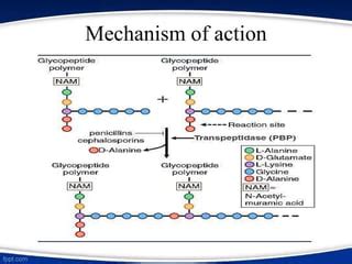 Cephalosporins | PPT