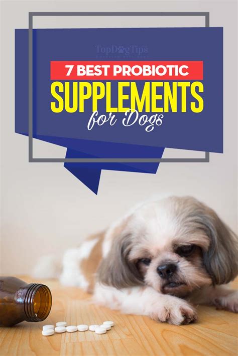 7 Best Dog Probiotic Supplements for Dogs' Gut Health