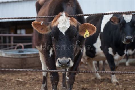 Jersey Cow Portrait/dairy Cattle on a Farm Editorial Stock Image - Image of breeding, grass ...