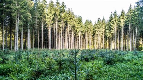 EU’s Nature Restoration Law: make or break for Swedish forests? – Euractiv