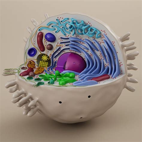 cell animal 3d model | Animal cells model, Cells project, Animal cell ...