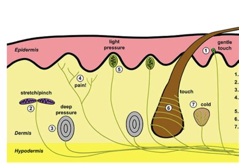 sensory receptors in skin diagram Diagram | Quizlet