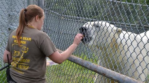 Foundation walks away from Cochrane polar bear habitat talks, town pledges to keep attraction ...