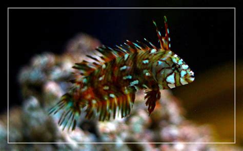 Dragon Wrasse - Species Profile & Facts