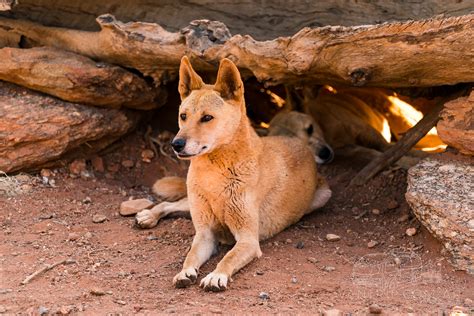 Alice Springs Desert Park – Better than a Zoo? - Angelica Ladino