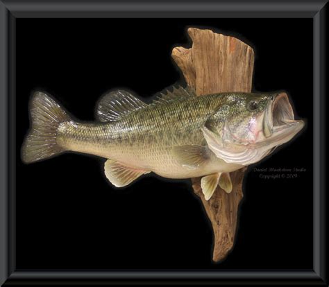 Largemouth Bass Fish Mounts & Replicas