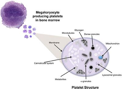 Thrombocytes (Platelets) - 8 Vital Facts You Shouldn't Miss | Thrombocytes