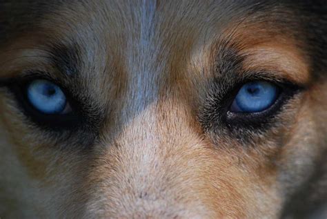 Colore definitivo degli occhi del cane: quale sarà e come cambia