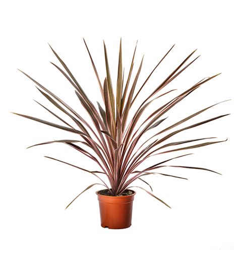 Cordyline australis | Cordyline australis Southern Splendour | Evanthia