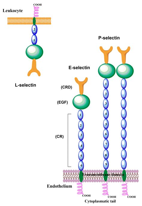 Molecules | Free Full-Text | Selectins—The Two Dr. Jekyll and Mr. Hyde ...