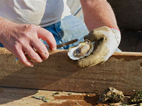 How to Shuck an Oyster Like a Pro | WIRED