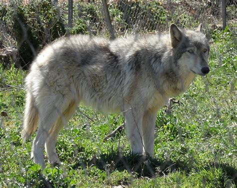 Exploring The Fascinating World Of Wolfdog Hybrids