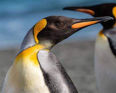 Emperor Penguins Habitat