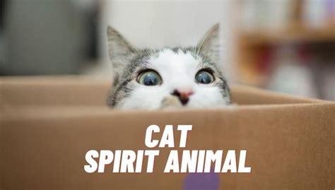 Cat Spirit Animal Meaning | Cat Spirit Totem Symbolism