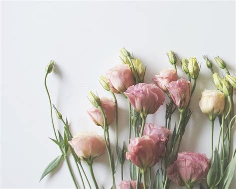 Minimalist Pink Flowers ~ Nature Photos on Creative Market