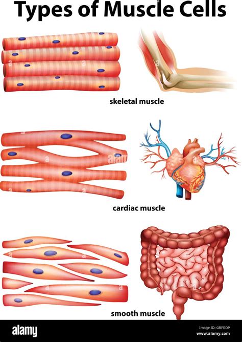 Diagram showing types of muscle cells illustration Stock Vector Image ...