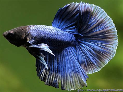 Poisson combattant: aquarium, alimentation, photos