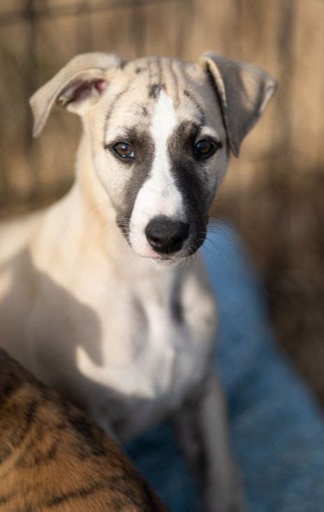 Whippet Puppies For Sale - AKC PuppyFinder