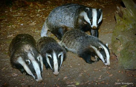 Badger family - July 2018 - Buckinghamshire | My local badge… | Flickr