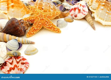 Seashell border stock image. Image of ocean, many, shells - 31227135