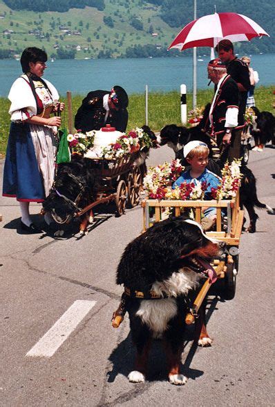 Bernese Mountain Dogs in harness and pulling carts | Bernese mountain dog, Dog cat, Dog breeds