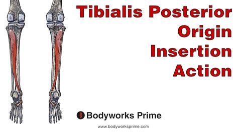 Tibialis Posterior Anatomy: Origin, Insertion & Action - YouTube