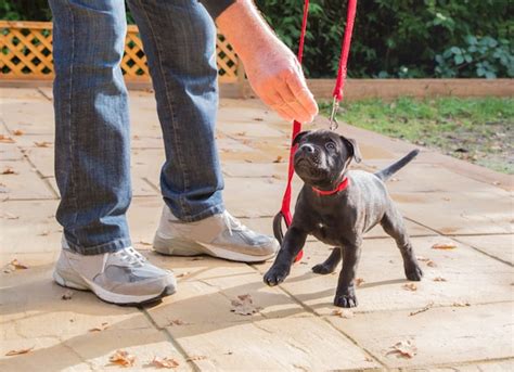 Tips for Leash Training Your Dog | petMD