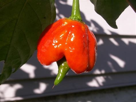 Trinidad Scorpion Butch T Chile Pepper - 10 Seeds - Hirt's Gardens