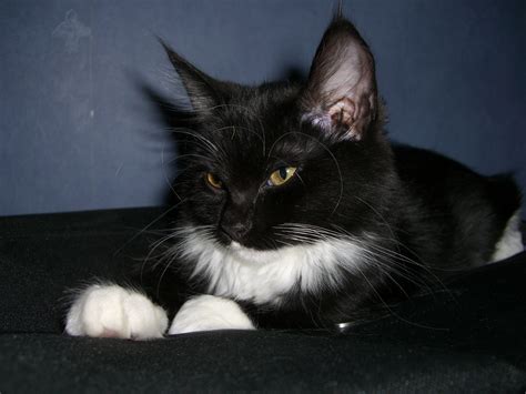 Ficheiro:Black and white longhaired Norwegian Forest Cat.jpg ...
