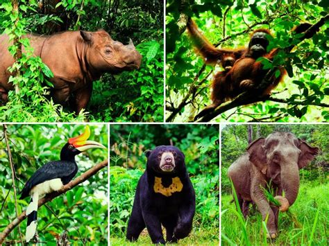 Here Is A List Of 10 Malaysian Wildlife That You Should Know!