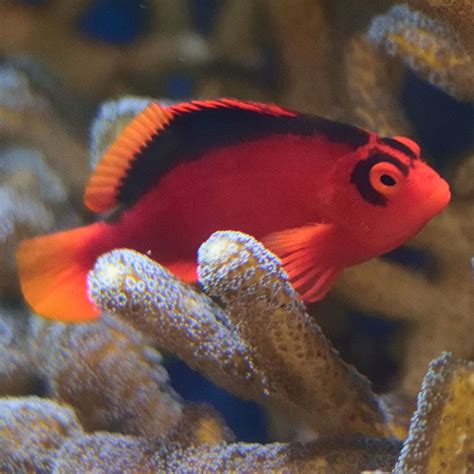 Scarlet Hawkfish | Rock N Critters