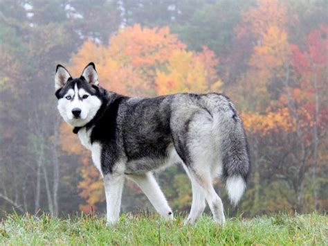 Two Different Colored Eyes Husky