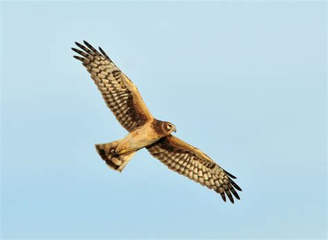 Free Images - harrier hen northern flying