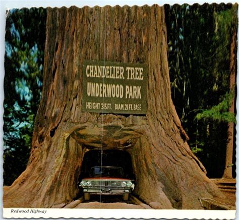 Chandelier Drive-Thru Tree, Underwood Park, Redwood Highway ...