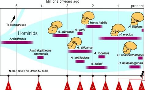 Hominids | Human evolution, Evolution, Teaching science