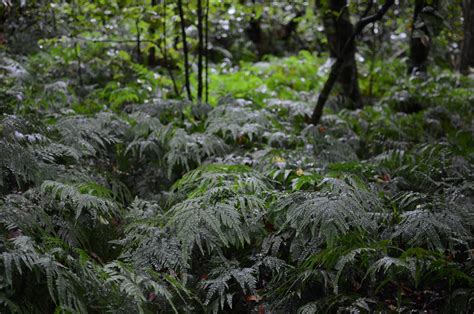 Adiantum - O2 Landscapes