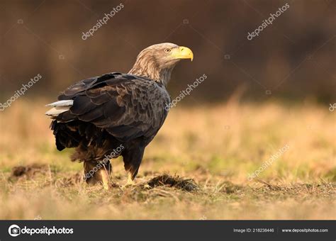 White Tailed Eagle Natural Habitat — Stock Photo © kwasny222 #218238446