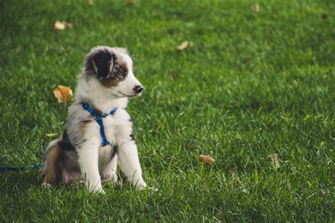 4 Best Grasses for Dogs | Backyard Fanatics