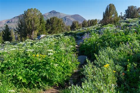 South Lake Tahoe Hiking Trails: Wildflowers and Winnemucca Lake