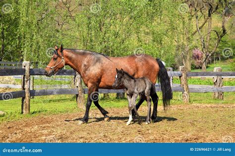 Horse and Colt stock image. Image of animals, sport, female - 22696621